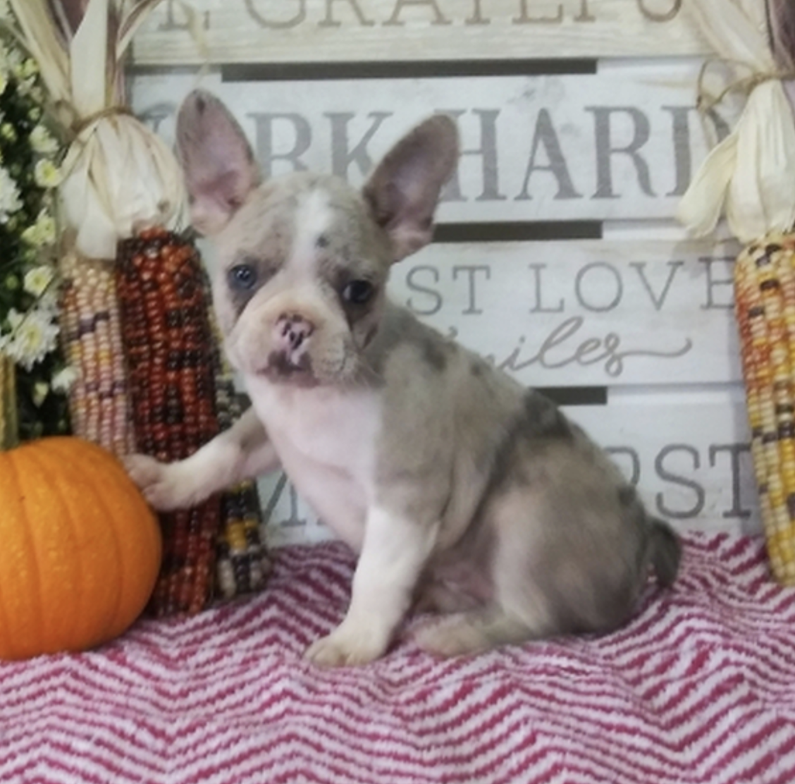 comprar cachorros sanos, baratos y asequibles para la venta